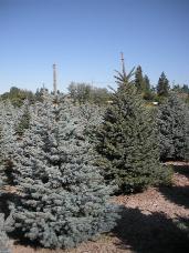 Colorado Spruce